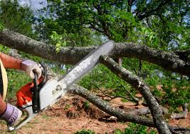 Best Storm Damage Tree Cleanup  in Foley, MN